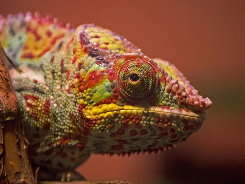 Kameleon zmieniający kolor jako metafora reappraisal